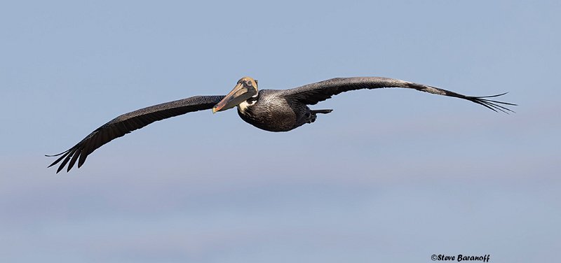 _B222240 brown pelican.jpg